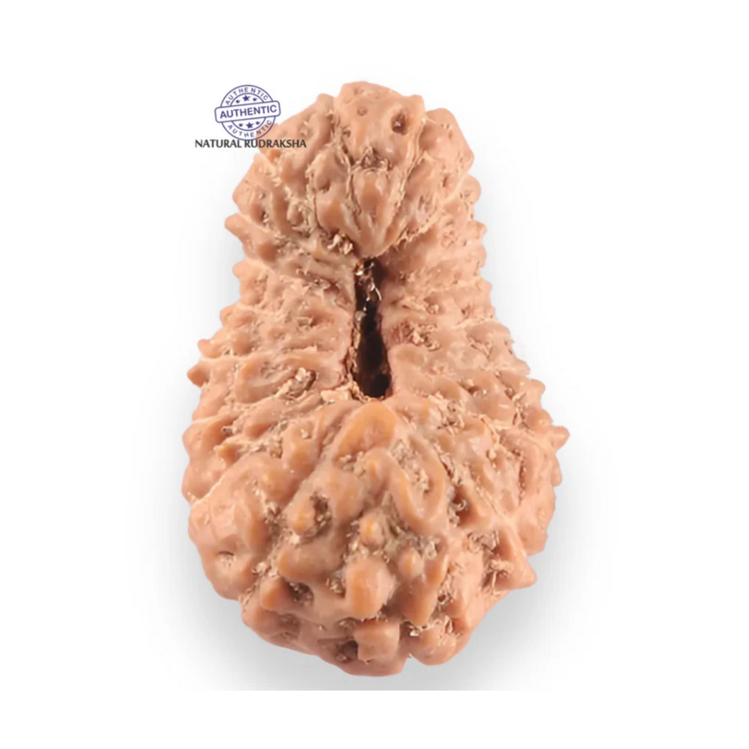 18 Mukhi Rudraksha from Indonesia - Bead No. 243