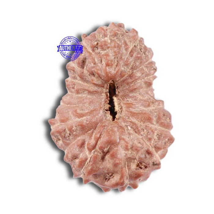 17 Mukhi Rudraksha from Indonesia - Bead No. 33