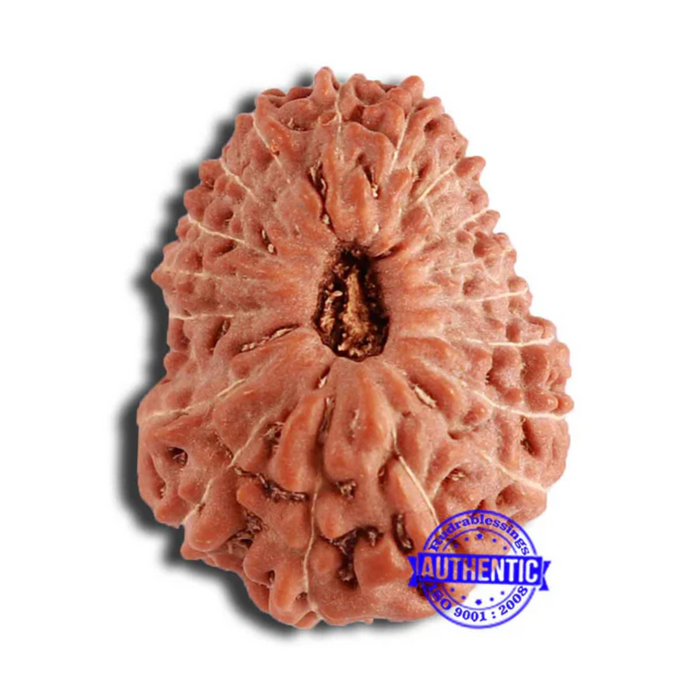 18 Mukhi Rudraksha from Indonesia - Bead No. 195