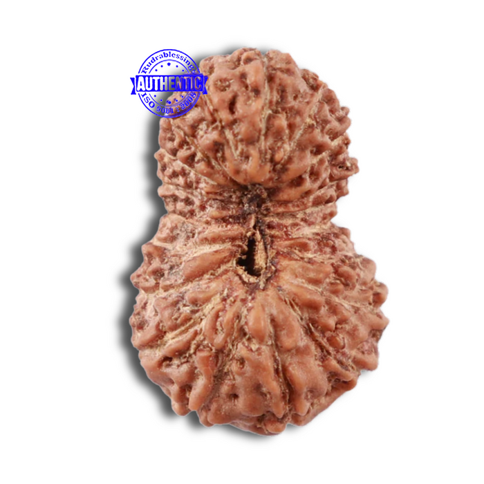 18 Mukhi Rudraksha from Indonesia - Bead No. 158
