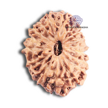 Load image into Gallery viewer, 17 Mukhi Rudraksha from Indonesia - Bead No. 222
