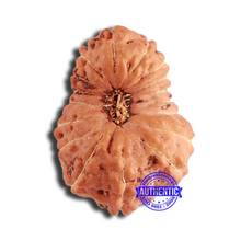 Load image into Gallery viewer, 18 Mukhi Rudraksha from Indonesia - Bead No. 197
