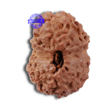 Load image into Gallery viewer, 17 Mukhi Rudraksha from Indonesia - Bead No. 148
