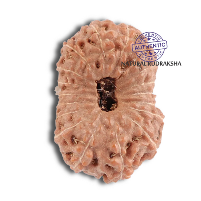 18 Mukhi Rudraksha from Indonesia - Bead No. 116