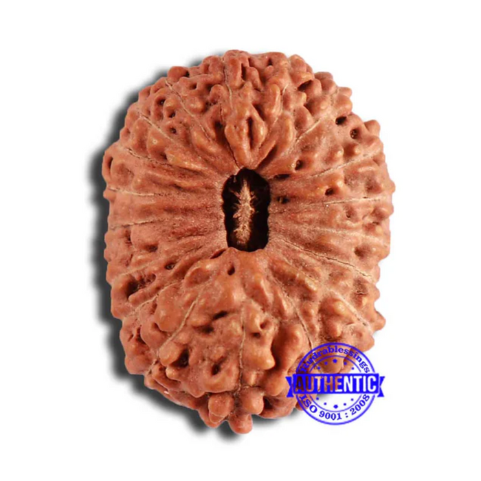 18 Mukhi Rudraksha from Indonesia - Bead No. 191