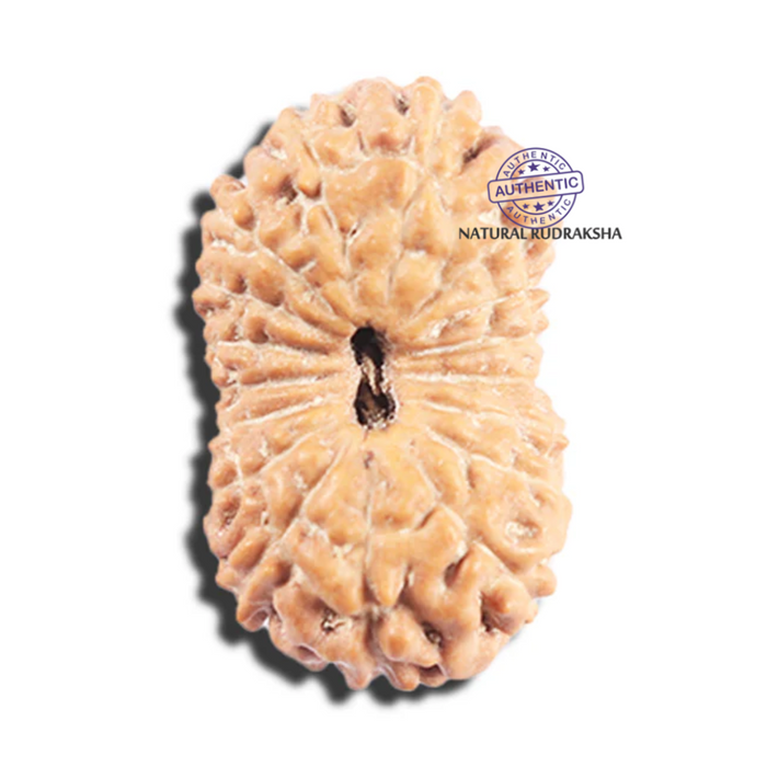 17 Mukhi Rudraksha from Indonesia - Bead No. 224