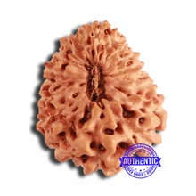 Load image into Gallery viewer, 18 Mukhi Rudraksha from Indonesia - Bead No. 194
