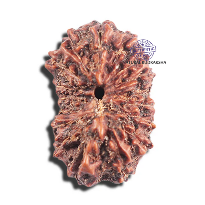 17 Mukhi Rudraksha from Indonesia - Bead No. 226