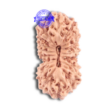 Load image into Gallery viewer, 18 Mukhi Rudraksha from Indonesia - Bead No. 125
