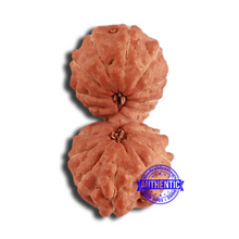 Load image into Gallery viewer, 17 Mukhi Gaurishankar Rudraksha from Indonesia - Bead No. 170
