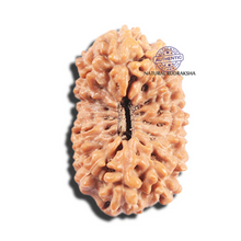 Load image into Gallery viewer, 17 Mukhi Rudraksha from Indonesia - Bead No.225
