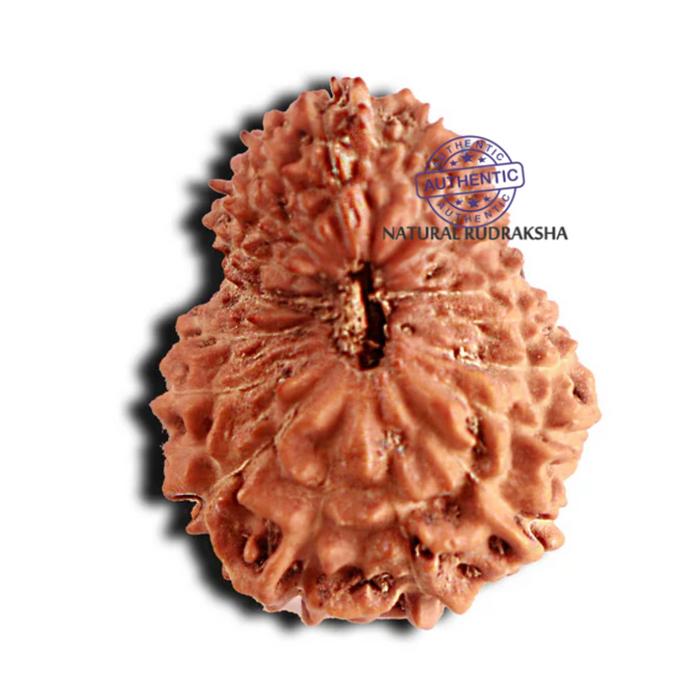 18 Mukhi Rudraksha from Indonesia - Bead No. 187