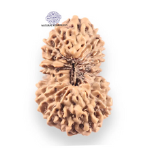 Load image into Gallery viewer, 18 Mukhi Rudraksha from Indonesia - Bead No. 241
