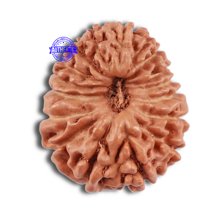 17 Mukhi Rudraksha from Indonesia - Bead No. 5