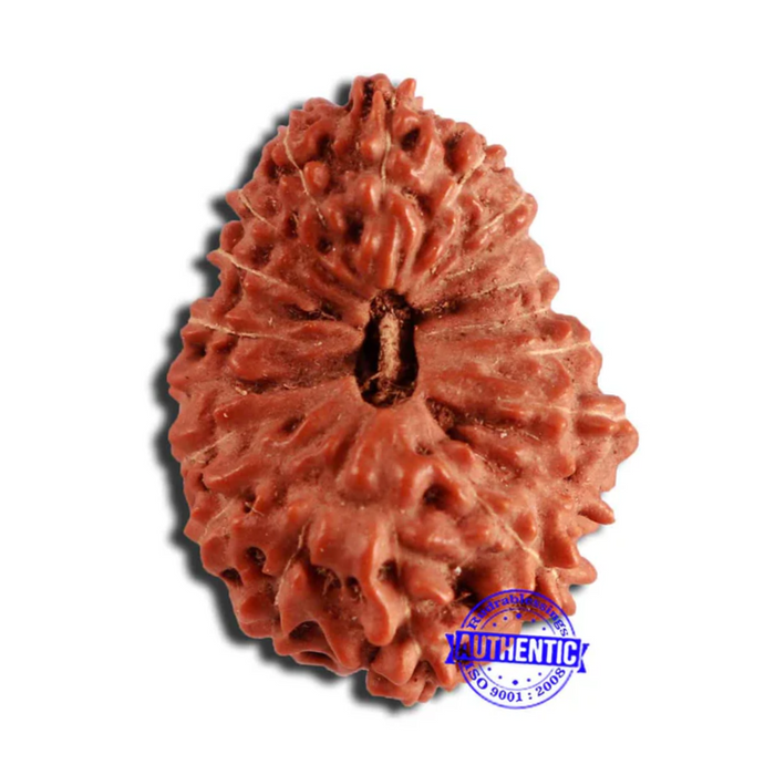 18 Mukhi Rudraksha from Indonesia - Bead No. 227