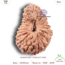 Load image into Gallery viewer, 24 Mukhi Rudraksha from Indonesia

