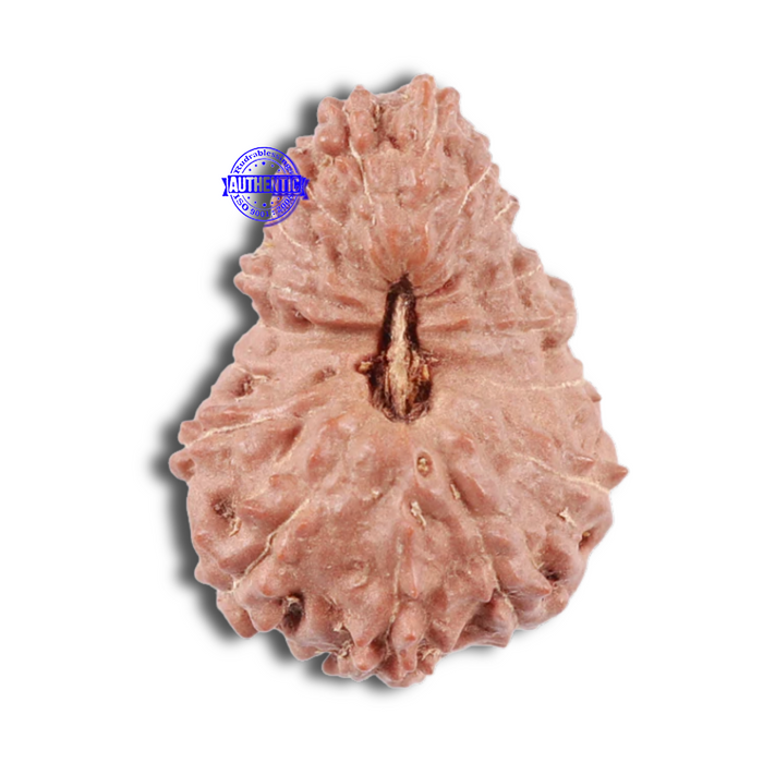 17 Mukhi Rudraksha from Indonesia - Bead No. 29