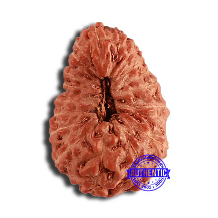 18 Mukhi Rudraksha from Indonesia - Bead No. 192