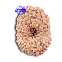 Load image into Gallery viewer, 18 Mukhi Rudraksha from Indonesia - Bead No. 154
