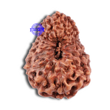 Load image into Gallery viewer, 17 Mukhi Rudraksha from Indonesia - Bead No. 49
