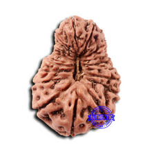 Load image into Gallery viewer, 17 Mukhi Rudraksha from Indonesia - Bead No. 214
