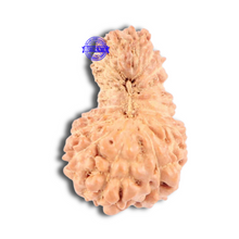 Load image into Gallery viewer, 18 Mukhi Rudraksha from Indonesia - Bead No. 135
