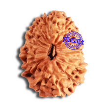 Load image into Gallery viewer, 17 Mukhi Rudraksha from Indonesia - Bead No. 156
