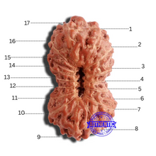 Load image into Gallery viewer, 17 Mukhi Rudraksha from Indonesia - Bead No. 177
