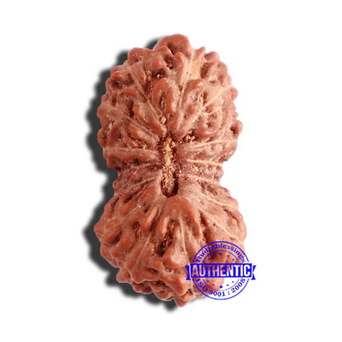 17 Mukhi Rudraksha from Indonesia - Bead No. 177