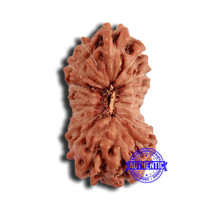 18 Mukhi Rudraksha from Indonesia - Bead No. 221
