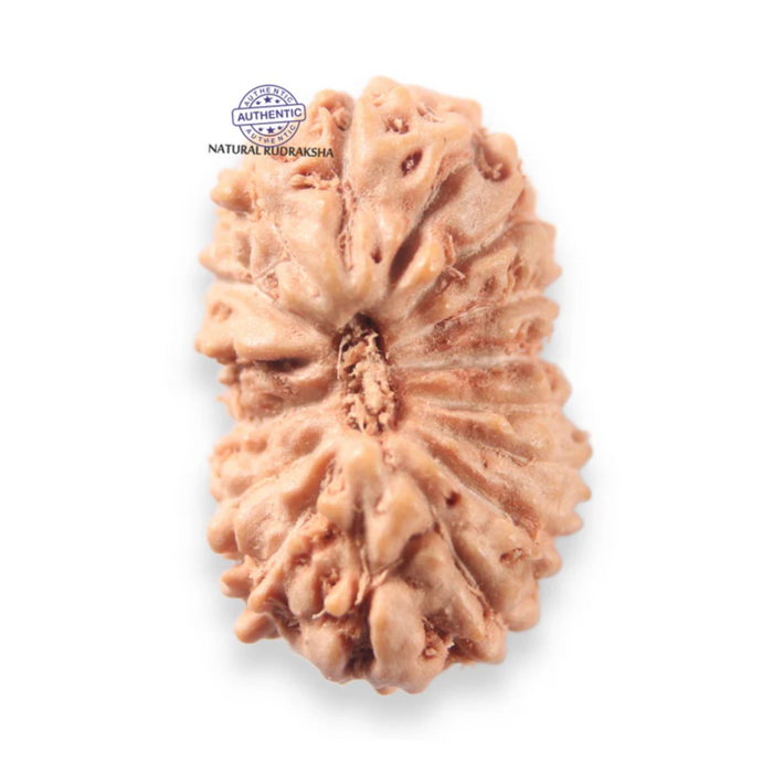 16 Mukhi Rudraksha from Indonesia - Bead No 340