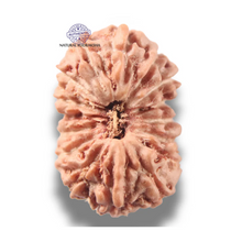 Load image into Gallery viewer, 16 Mukhi Rudraksha from Indonesia - Bead No 343
