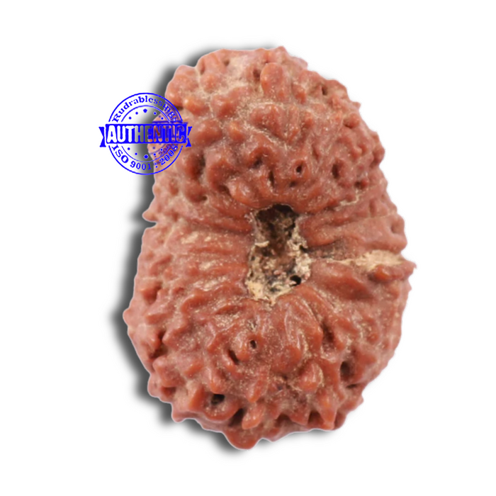 18 Mukhi Rudraksha from Indonesia - Bead No. 153