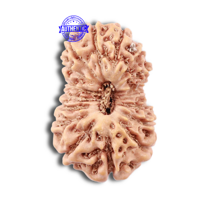 18 Mukhi Rudraksha from Indonesia - Bead No. 152
