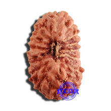Load image into Gallery viewer, 16 Mukhi Rudraksha from Indonesia - Bead No 245
