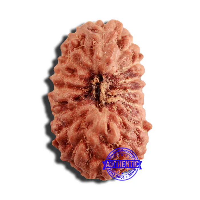 16 Mukhi Rudraksha from Indonesia - Bead No 245