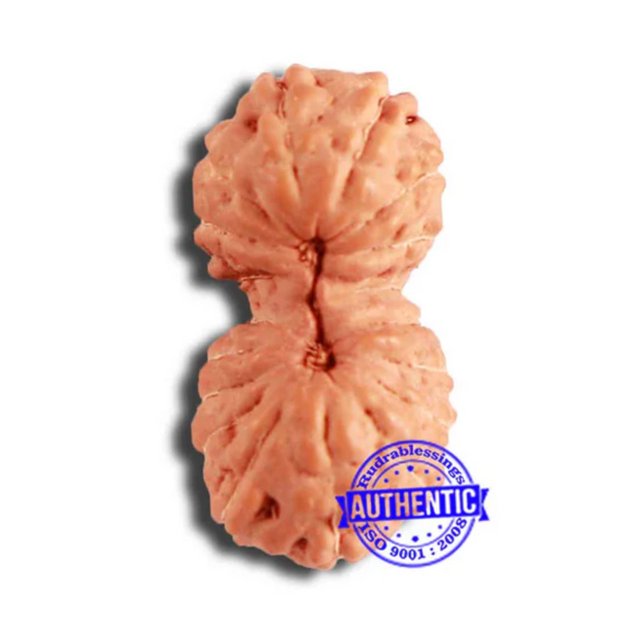 18 Mukhi Gaurishankar Rudraksha from Indonesian - Bead No. 217
