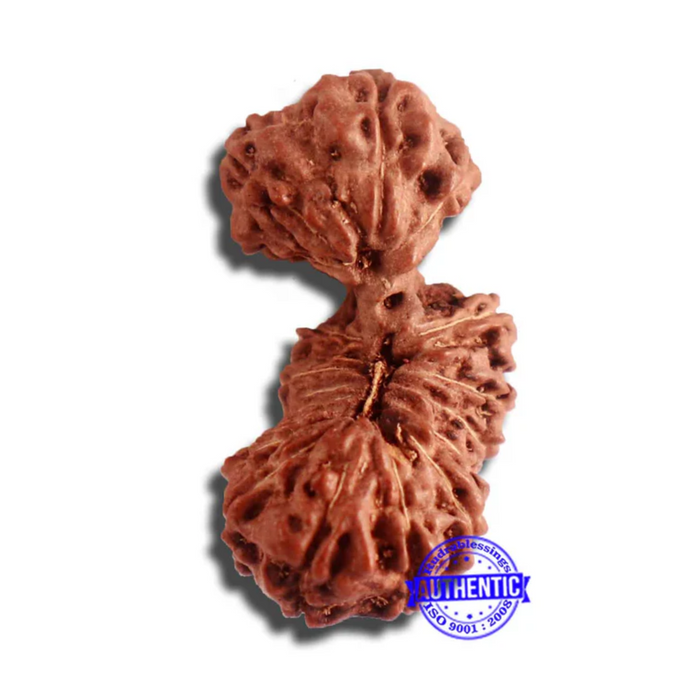 18 Mukhi Gaurishankar Rudraksha from Indonesia - Bead No. 186