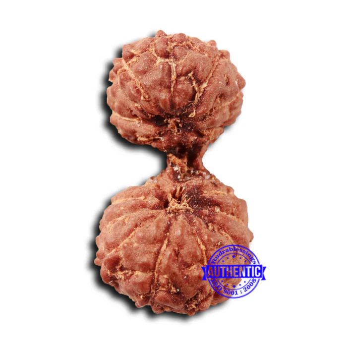 17 Mukhi Gaurishankar Rudraksha from Indonesia - Bead No. 210