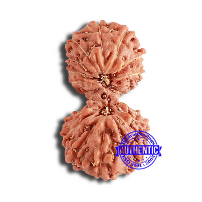 18 Mukhi Gaurishankar Rudraksha from Indonesia - Bead No. 213