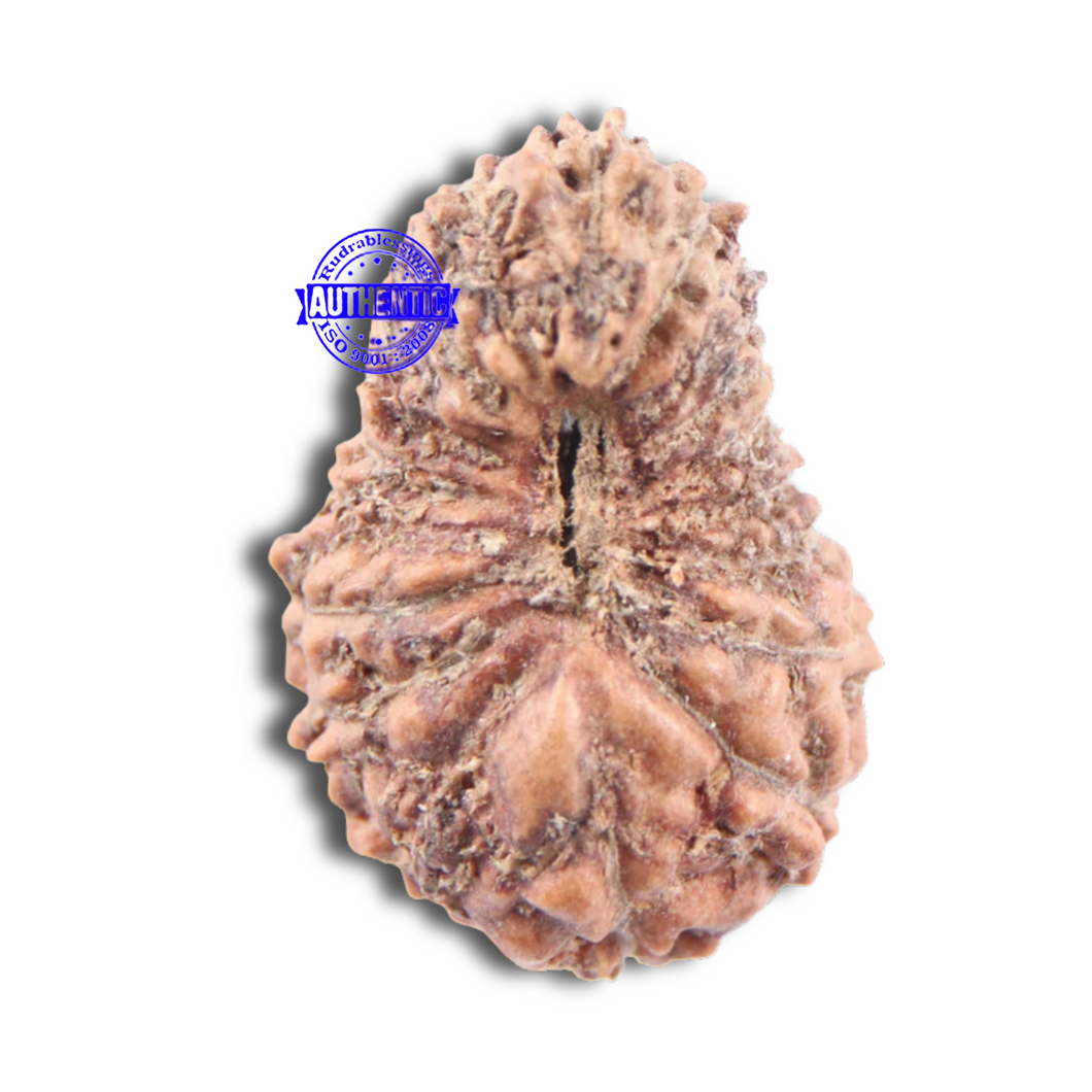 18 Mukhi Rudraksha from Indonesia - Bead No 144