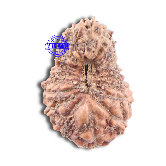 18 Mukhi Rudraksha from Indonesia - Bead No 144