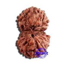 Load image into Gallery viewer, 16 Mukhi Rudraksha from Indonesia - Bead No 253
