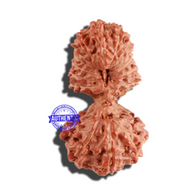 Load image into Gallery viewer, 18 Mukhi Gaurishankar Rudraksha from Indonesia - Bead No. 168
