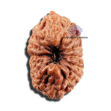 Load image into Gallery viewer, 16 Mukhi Rudraksha from Indonesia - Bead No 326

