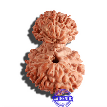 Load image into Gallery viewer, 18 Mukhi Gaurishankar Rudraksha from Indonesia - Bead No. 170
