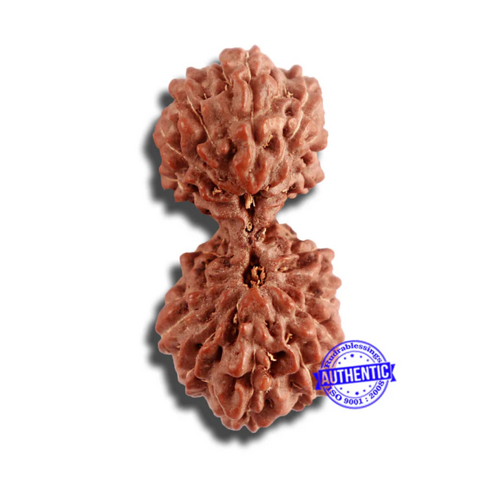 18 Mukhi Gaurishankar Rudraksha from Indonesia - Bead No. 181