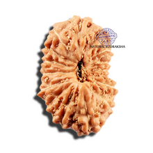Load image into Gallery viewer, 16 Mukhi Rudraksha from Indonesia - Bead No. 328

