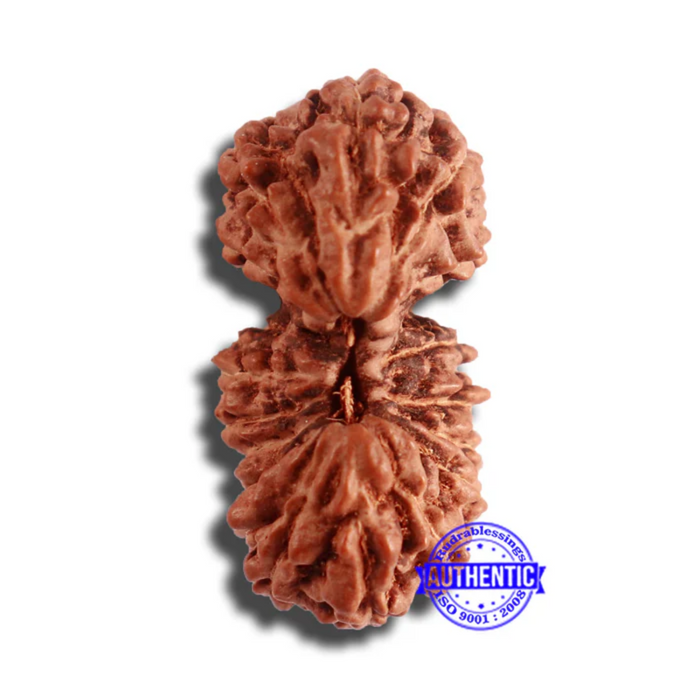 18 Mukhi Gaurishankar Rudraksha from Indonesia - Bead No. 180