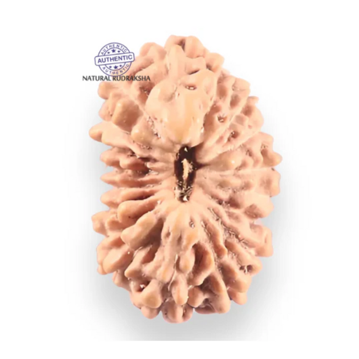 18 Mukhi Rudraksha from Indonesia - Bead No. 248